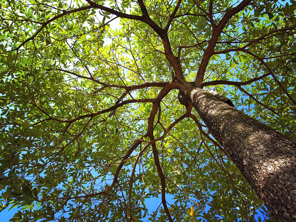 looking up into tree