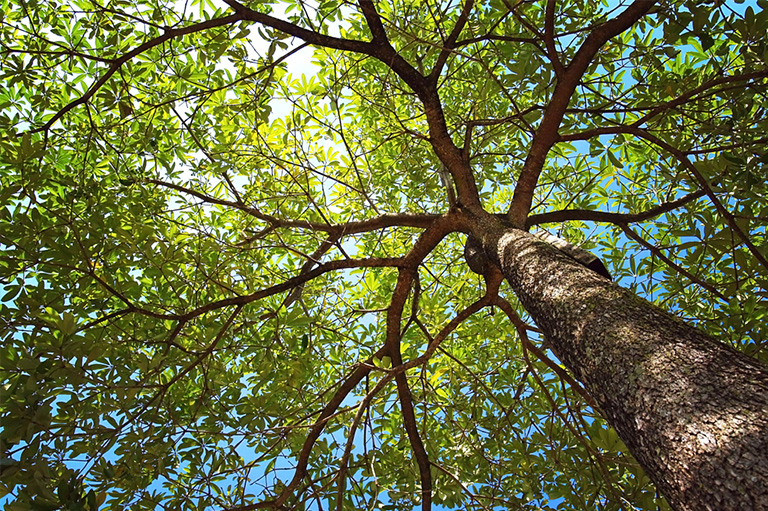 looking up into tree